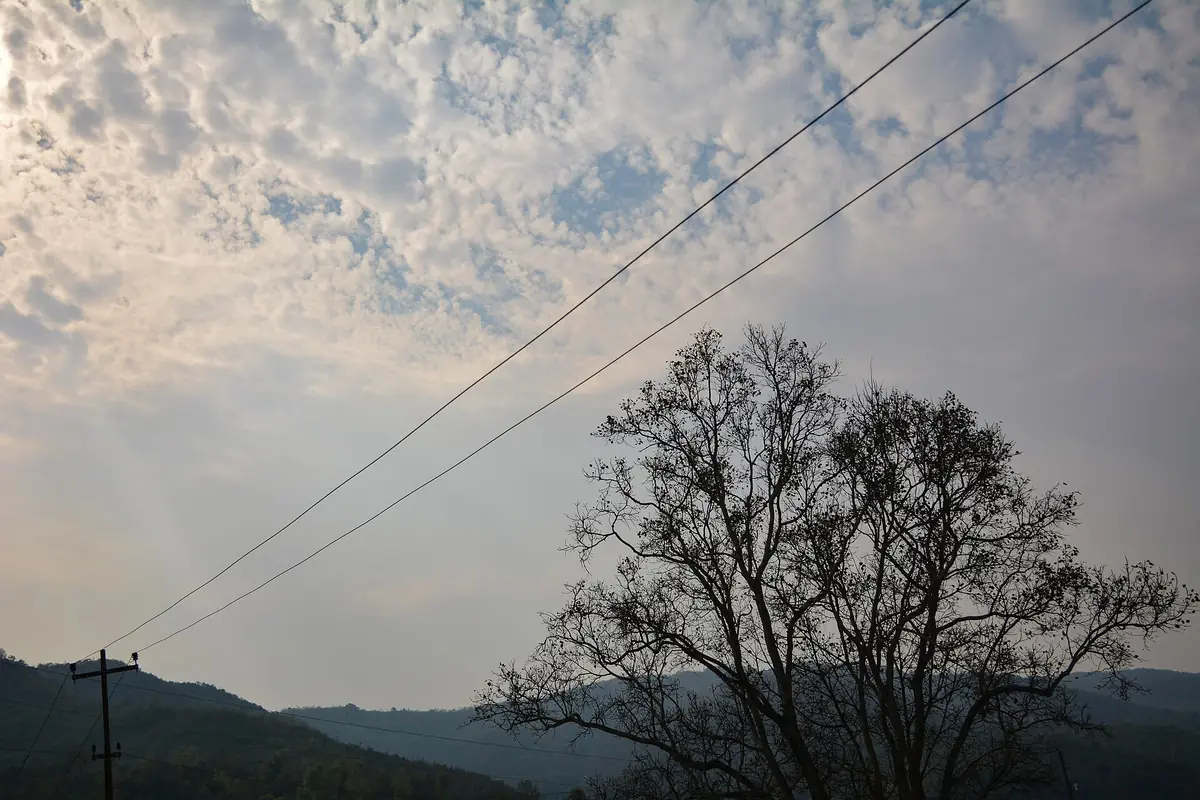Trees at Andro village in Manipur, northeast India