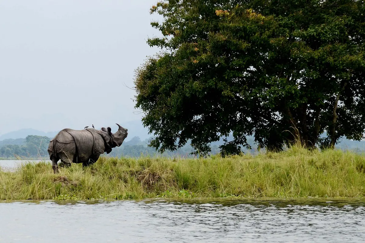 One-horned rhinoceros in Kaziranga National Park, Assam