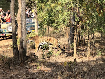 NES0289 Bhandavgarh National Park Sightseeing