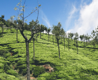 NEP0188 Bangalore-ooty-Mysore