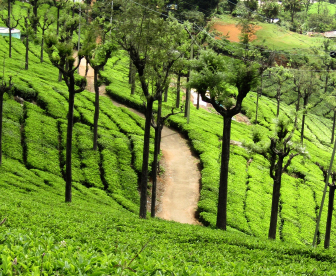 NEP0193 Bangalore-Mysore-Ooty-Bandipur