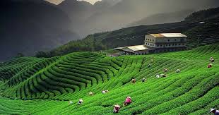 NES0159 Kausini Sightseeing 