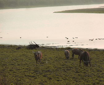 NEP0064 Guwahati - Cherrapunji - Mawlynnong - Kaziranga
