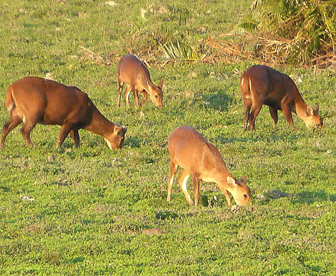 NEP0065 Guwahati - Kaziranga 