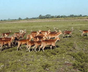 NEP0075 Guwahati - Shillong - Cherrapunji - Mawlynnong - Kaziranga