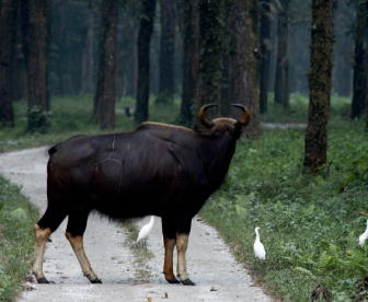 NEP0224 Gorumara-Jaldapara