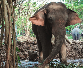 NEP0109 Cochin-Guruvayar-Wayanad-Calicut