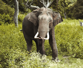 NEP0119 Thekkadyâ€“Alleppey