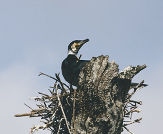 NEP0127 Munnar-Thekkady-Alleppey
