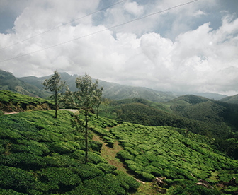 NEP0129 Munnar-Thekkady-Komarakom-Kovalam
