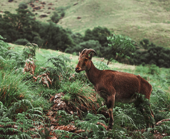 NEP0111 Cochin-Munnar-Thekkaddy-Kumarakom-Kovlam