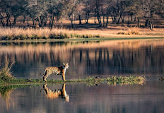 NES0239 Ranthambore Sightseeing