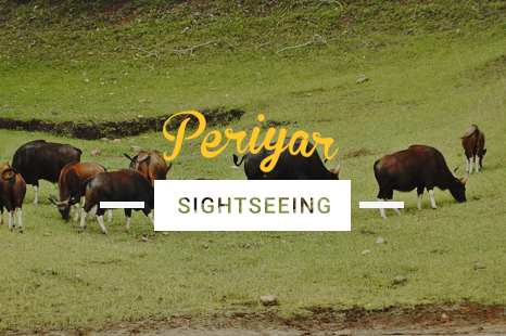NES0022 Periyar Sightseeing